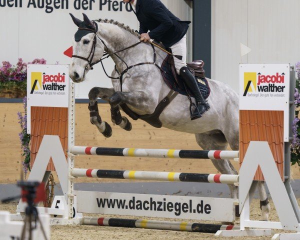 horse Cherokee de la Grande (Zangersheide riding horse, 2019, from Cornetto du Domaine)