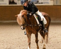 dressage horse Rivale (Welsh mountain pony (SEK.A), 2007)