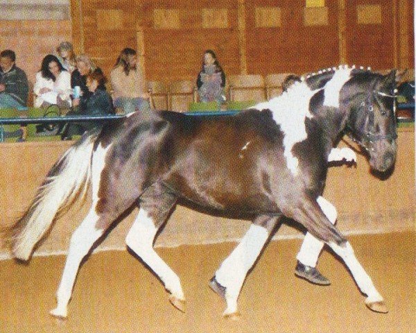 dressage horse Valido's Painted G (Pinto / Hunter, 2004, from Valido's Boy)