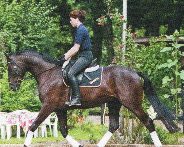 horse William Wallace 13 (Hanoverian, 2001, from Woronow)