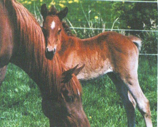 broodmare Kaythara El Nile EAO (Arabian purebred, 1990, from Kasr El Nil 1971 EAO)