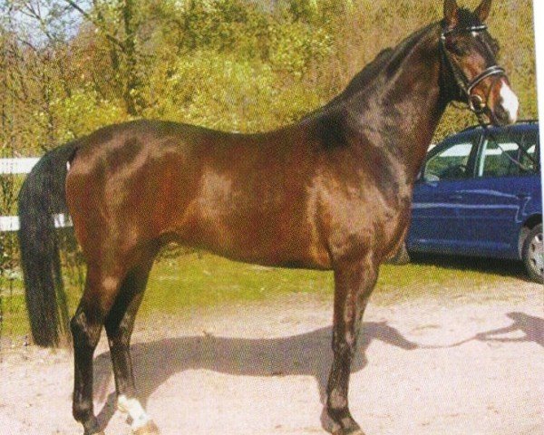 horse Armitouch (Oldenburg, 2003, from Armitage)