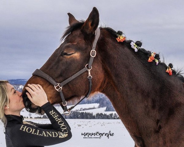 horse Lacoste pour femme (Bavarian, 2002, from La Pilot)