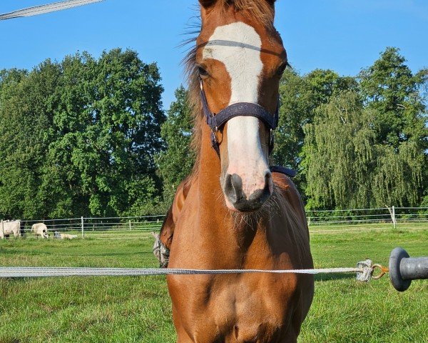 horse Hengst von Cashmere / Chepetto (Holsteiner, 2024, from Cashmere)