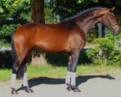 horse Wallach von Viva Gold / Fürstenball (Oldenburg, 2021, from Viva Gold OLD)
