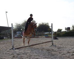 dressage horse Serena (Haflinger, 2012, from Sommernacht (0,39% ox))