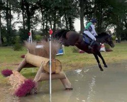 Springpferd Emery THC (Anglo Europäisches Sportpferd, 2016, von Caruso de Trebox)
