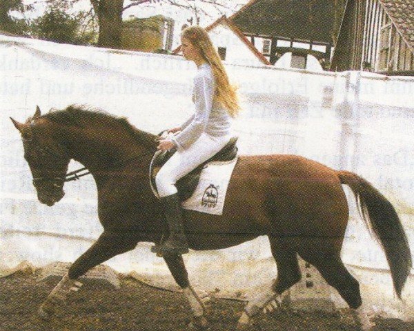 Dressurpferd Fandango 221 (Westfale, 2002, von Floresco NRW)