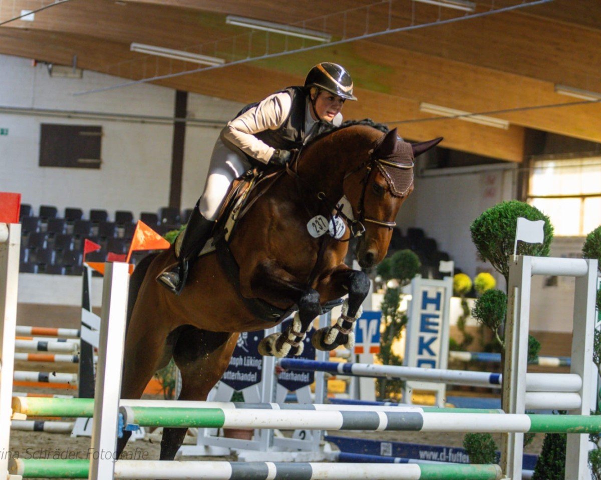 broodmare Murmel 68 (Holsteiner, 2019, from Uriko)