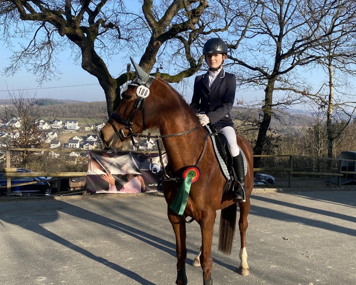 jumper De Nada 12 (Spanish Sport Horse, 2015)