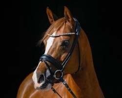 Dressurpferd Dondolino (Deutsches Reitpony, 2010, von Reitland's Du oder Keiner)