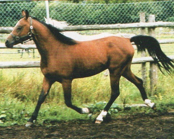 stallion Karim el Rhimel ox (Arabian, 1999, from Naborscik ox)