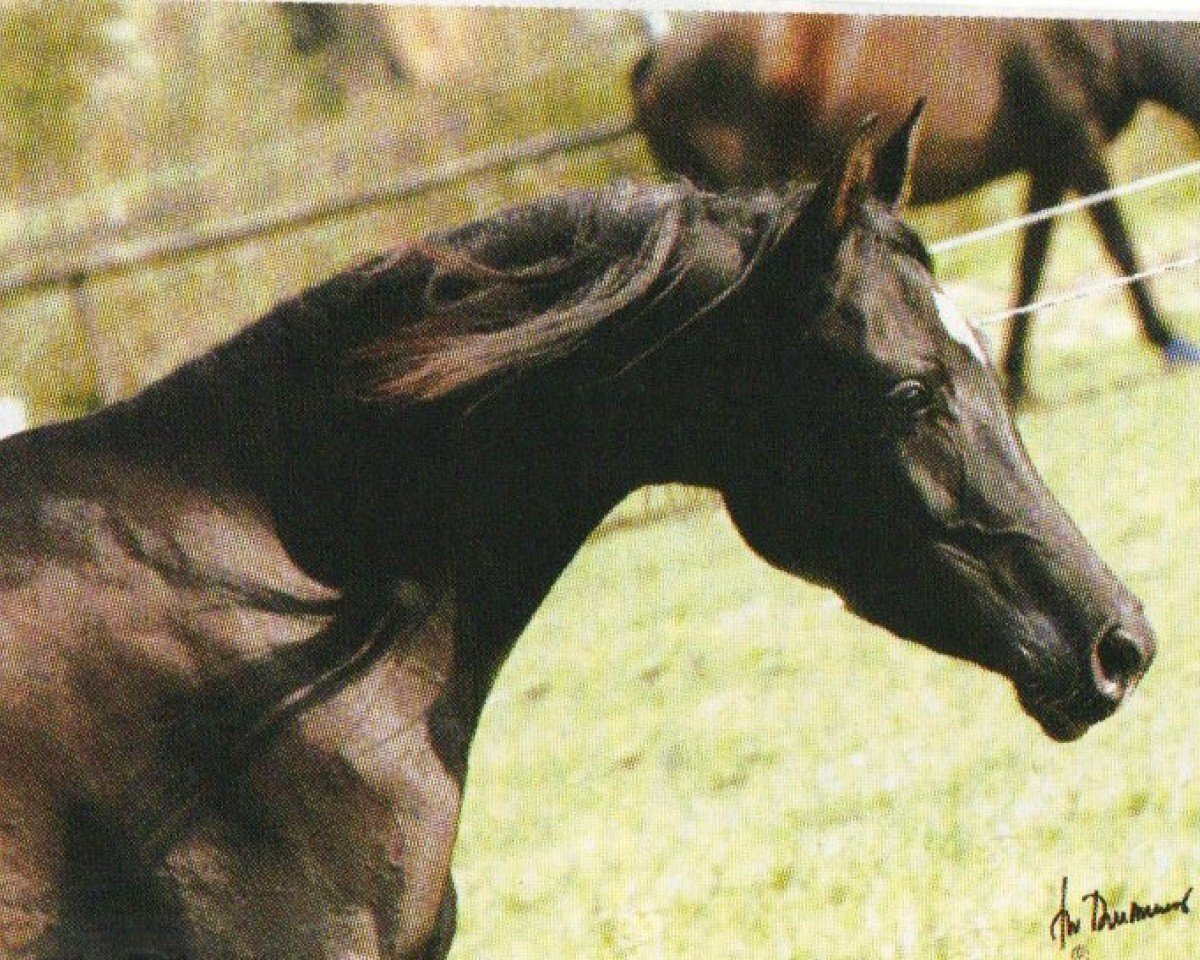 broodmare Sharima III ox (Arabian purebred, 2001, from BS Summerset ox)