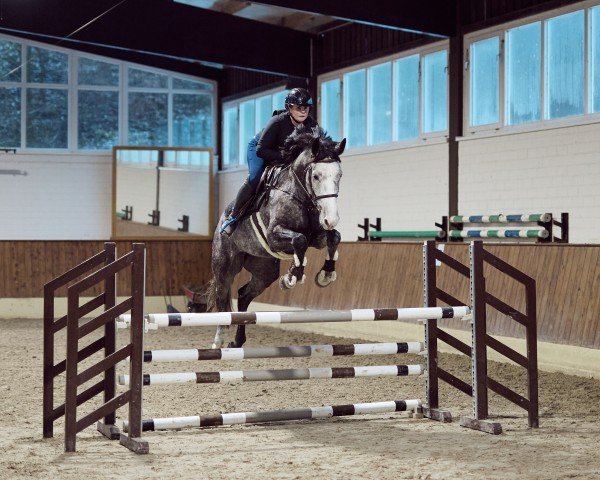 Zuchtstute Arielle S (Oldenburger Springpferd, 2019, von Hickstead White)