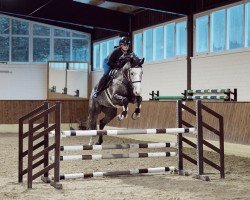 Zuchtstute Arielle S (Oldenburger Springpferd, 2019, von HICKSTEAD WHITE)