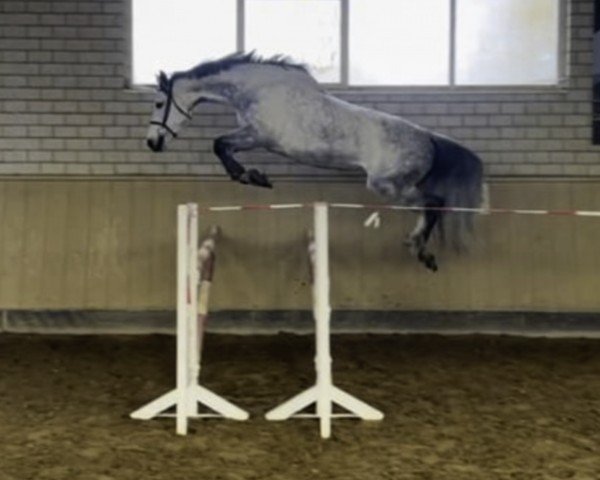 horse Ambrossiushof's Adisa (German Sport Horse, 2016, from Asca Z) horse Ambrossiushof's Adisa (German Sport Horse, 2016, from Asca Z)