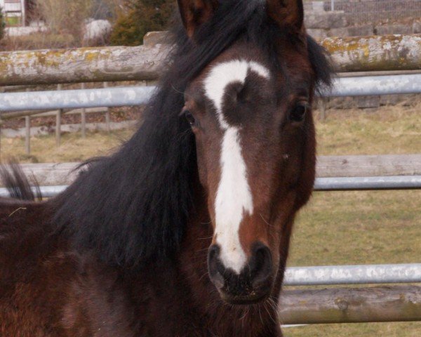 Pferd Quite Luna (Deutsches Sportpferd, 2024, von Quite Great)