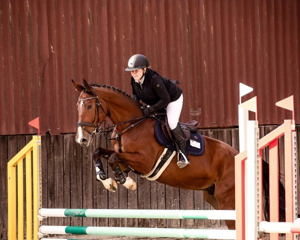 Springpferd Kommander Pezi (Oldenburger Springpferd, 2019, von Kanndarco)