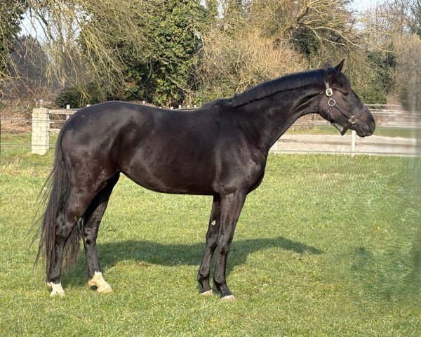 broodmare Zauberfee HCW (Hanoverian, 2022, from Zauberlehrling PS OLD) broodmare Zauberfee HCW (Hanoverian, 2022, from Zauberlehrling PS OLD)