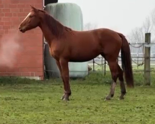 Zuchtstute Cranate (Westfale, 2022, von Comme le père)