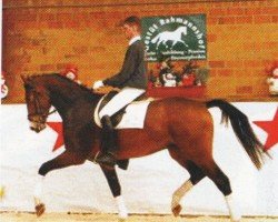 dressage horse Lemanto (Westphalian, 2004, from Lambada van Berkenbroeck)