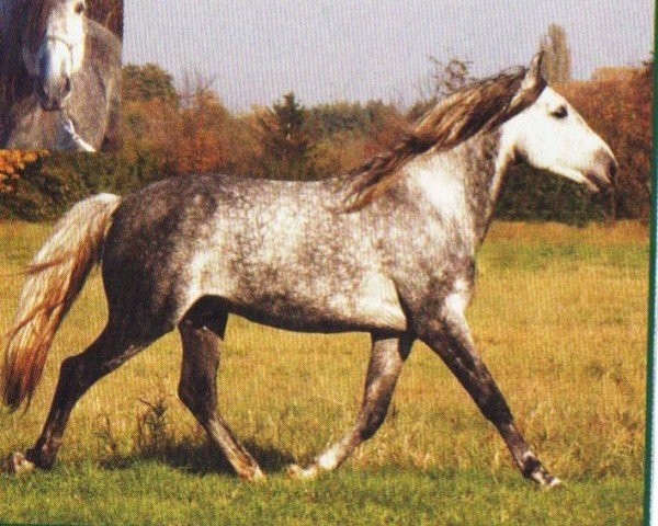 stallion Wichozane (Berber, 1997, from Jihal)