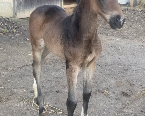 foal by Eddy (Hanoverian, 2025, from Edward 28)