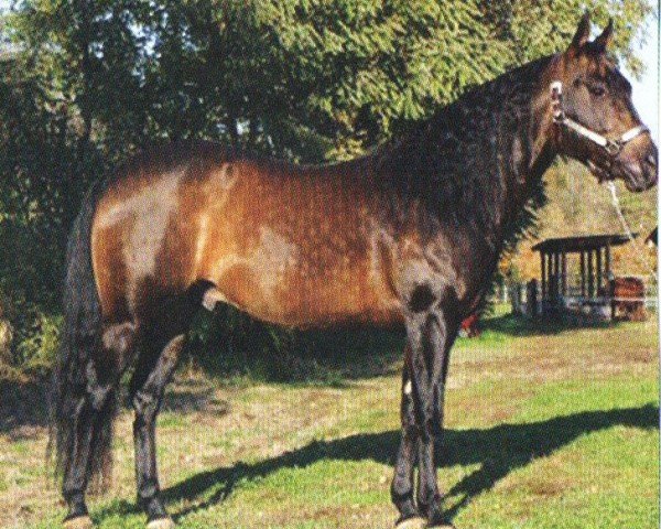 stallion Sparkling Freckles (Quarter Horse, 1995, from Shining Spark)