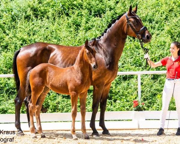 broodmare Sensation FH (Austrian Warmblood, 2021, from Vainqueur)