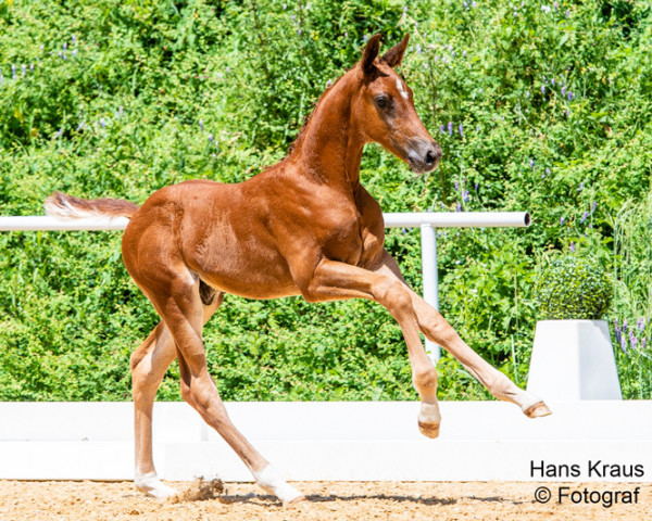 stallion Voltaire FH (Austrian Warmblood, 2021, from Vainqueur)