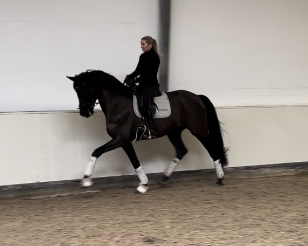 dressage horse Deja Vu 95 (Rhinelander, 2016, from Don Romanov)