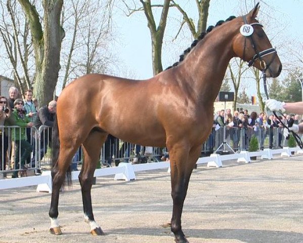 Pferd Sonnenkonig (Oldenburger, 2012, von Sir Donnerhall I)