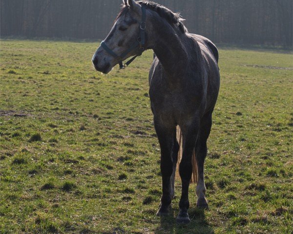 horse Hengst von Benefit / Bonifatius (Oldenburg, 2019, from Benefit)