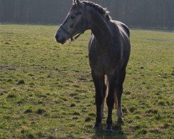 horse Hengst von Benefit / Bonifatius (Oldenburg, 2019, from Benefit)