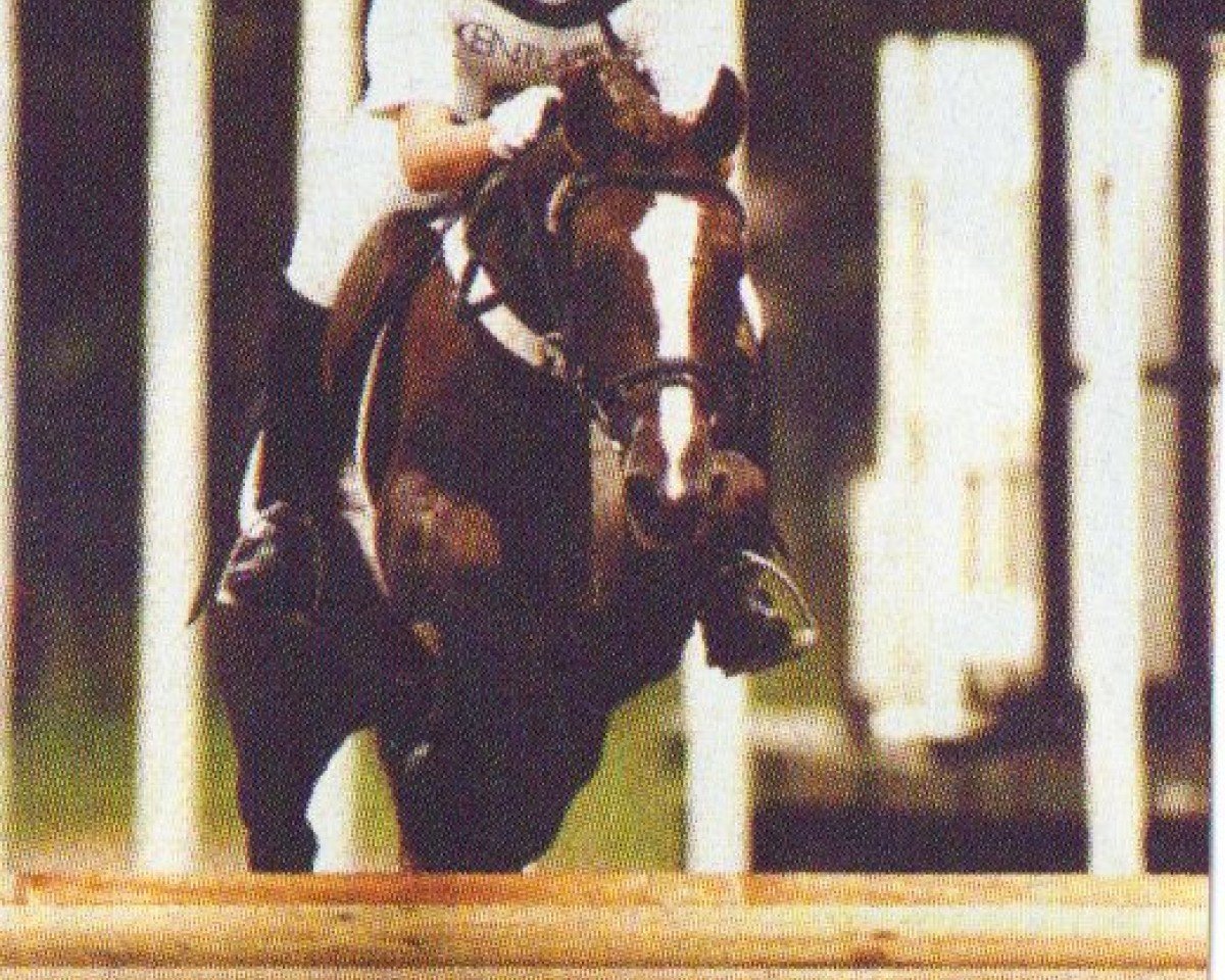 Stallion Moorland's Galwin (New Forest Pony, 1989, from Tomatin Golden Gorse)