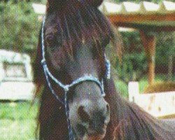 broodmare Soraya el Assuad ox (Arabian purebred,  , from Khamal El Assuad ox)