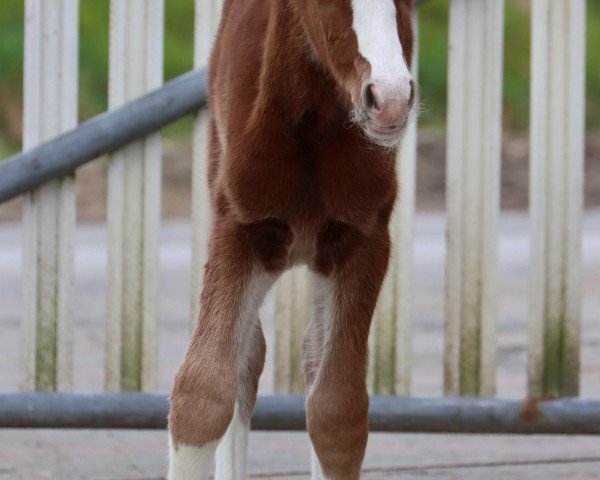 Fohlen von Steverheides Nadeshda (Deutsches Reitpony, 2025, von Fs Numero Uno)