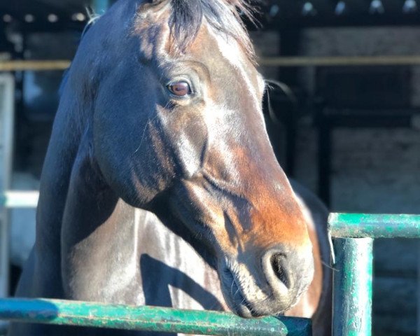 Springpferd Con Sire (Oldenburger Springpferd, 2007, von Converter I)