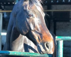 Springpferd Con Sire (Oldenburger Springpferd, 2007, von Converter I)