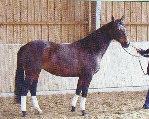 horse Dark Angel 13 (Oldenburg, 1999, from Don Primero)
