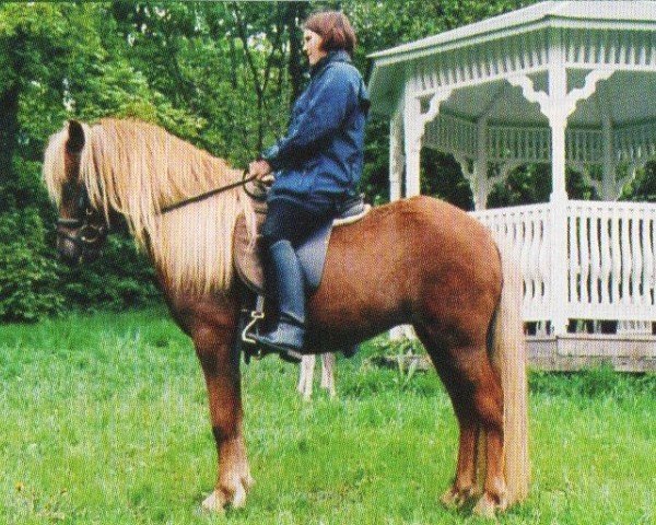 broodmare Venta vom Reichelhof (Iceland Horse, 1998, from Viðar frá Stokkhólma) broodmare Venta vom Reichelhof (Iceland Horse, 1998, from Viðar frá Stokkhólma)