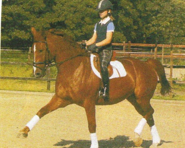 horse Il Capriccio 2 (Hanoverian, 1994, from Itaxerxes)