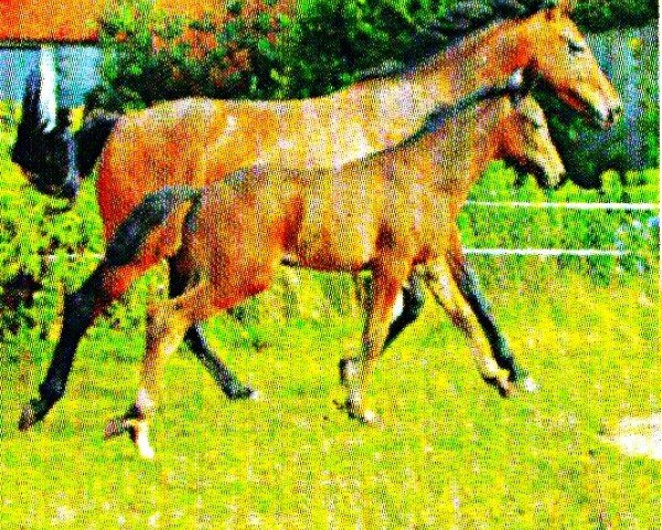 horse Shadow Dancer 6 (Westphalian, 2005, from Sir Bedo)