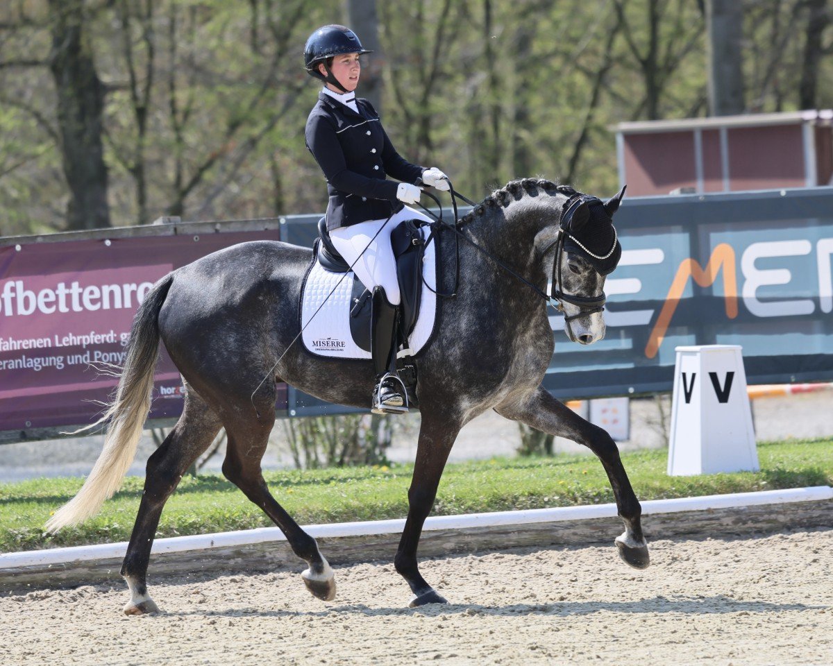 dressage horse Four Rocks (Hanoverian, 2018, from Fürstenball)
