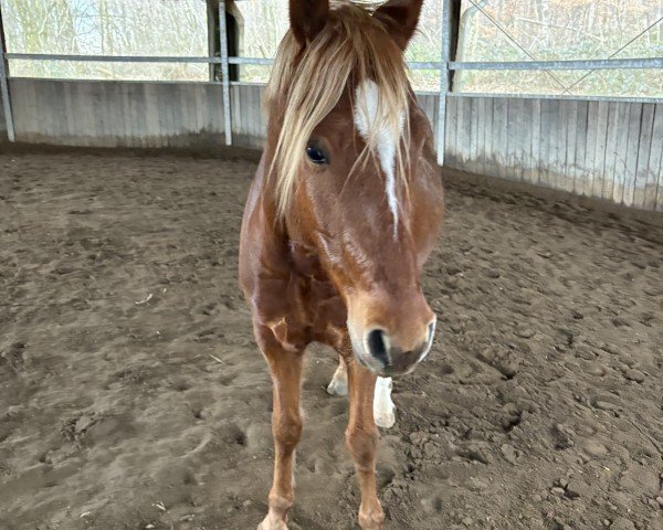 horse Assenmachers Glückstaler (German Riding Pony, 2020, from Glück Auf A)