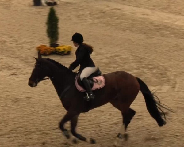 Springturnier auf dem Abtshof 2013