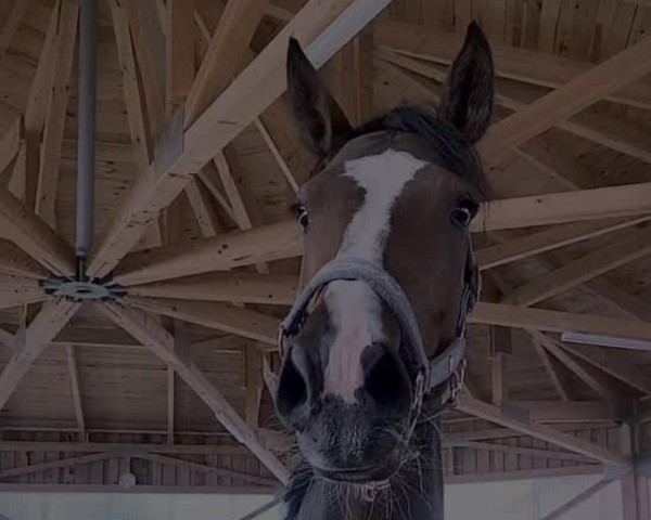 horse Atlanta ma Belle (Württemberger, 2019, from Avalon 224)