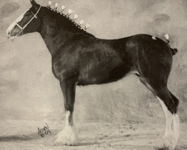 Zuchtstute Ellengowan Sensational Reta (Clydesdale, 1997, von Doura Sensation)