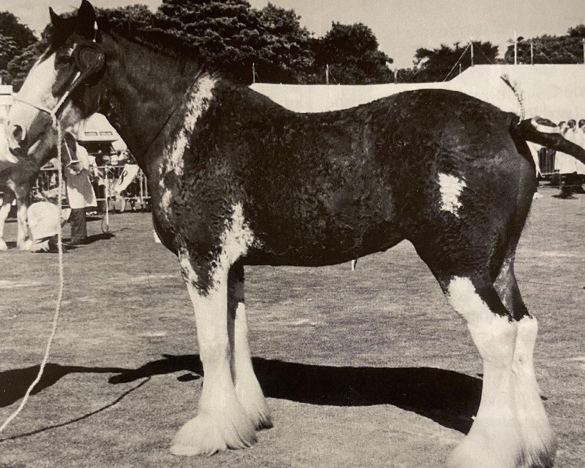 Zuchtstute Phesdo Heather (Clydesdale,  , von Phesdo Super Scot)