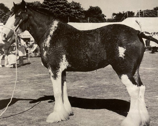 Zuchtstute Phesdo Heather (Clydesdale,  , von Phesdo Super Scot)